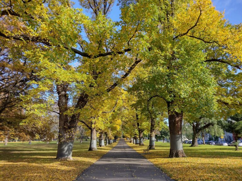 Populations overheat as major cities fail canopy goals