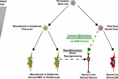 Researchers challenge longstanding theories in cellular reprogramming