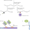 Mechanisms regulating zygotic genome activation | Nature Reviews ...