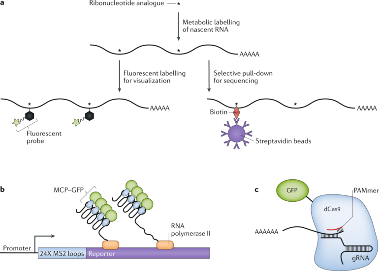 Mechanisms regulating zygotic genome activation | Nature Reviews ...