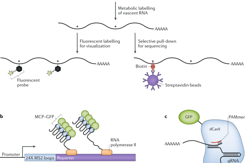 Mechanisms regulating zygotic genome activation | Nature Reviews ...