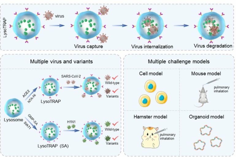 Researchers develop lysosomal 'TRAP' for clearance of viruses and ...