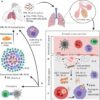 Frontiers | Evolution of Drug-Resistant Mycobacterium tuberculosis ...