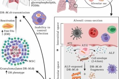 Frontiers | Evolution of Drug-Resistant Mycobacterium tuberculosis ...