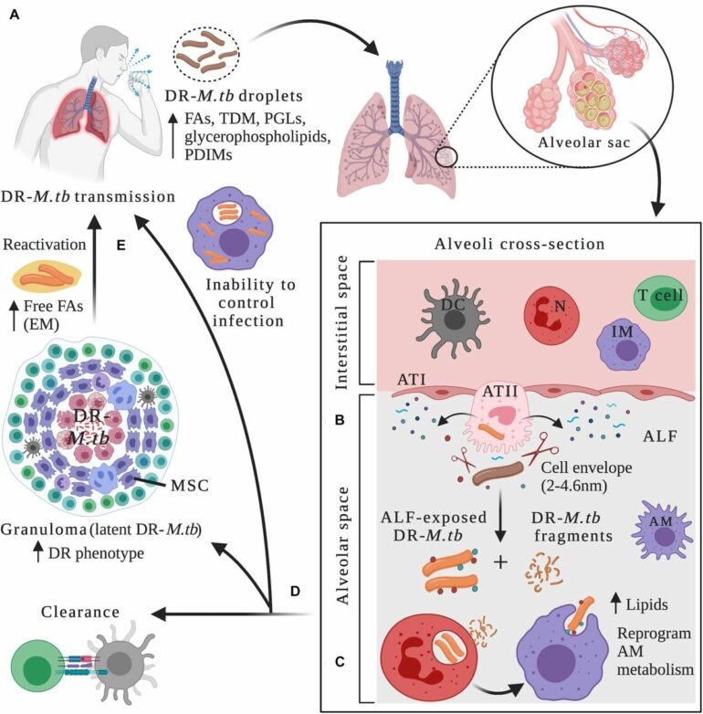 Frontiers | Evolution of Drug-Resistant Mycobacterium tuberculosis ...