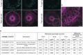 Scientists shed light on an arms race between barley and a fungal ...