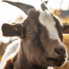 Scientists train AI to detect pain—in goats