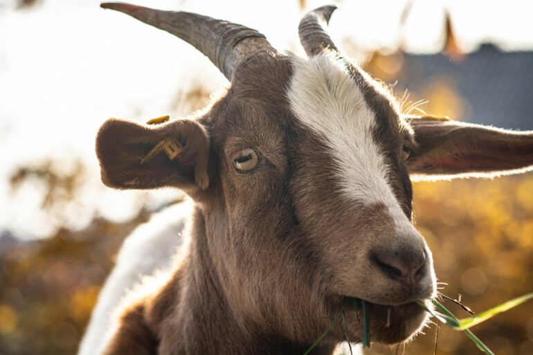 Scientists train AI to detect pain—in goats