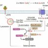 Selenoproteins open new strategies for treating certain cancers in ...