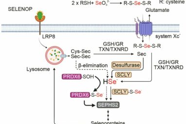 Selenoproteins open new strategies for treating certain cancers in ...