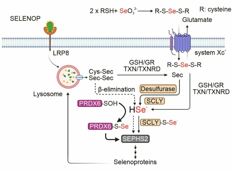 Selenoproteins open new strategies for treating certain cancers in ...