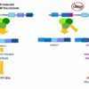 Slow editing of protein blueprints leads to cell death ...