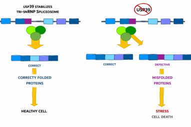 Slow editing of protein blueprints leads to cell death ...