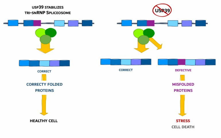 Slow editing of protein blueprints leads to cell death ...