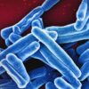 Study challenges assumptions about how tuberculosis bacteria grow