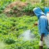 Study reveals links between many pesticides and prostate cancer