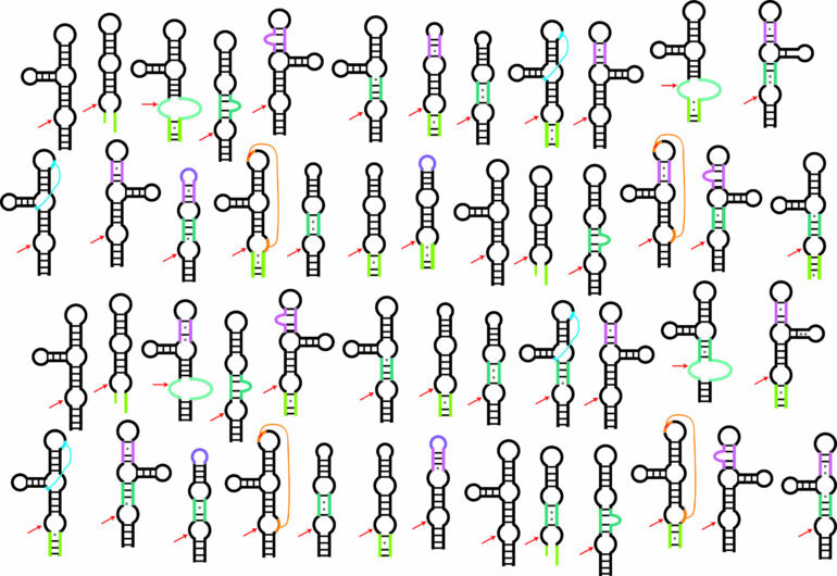 Testing thousands of RNA enzymes helps find first 'twister ...