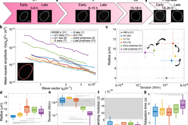 Centripetal nuclear shape fluctuations associate with chromatin ...