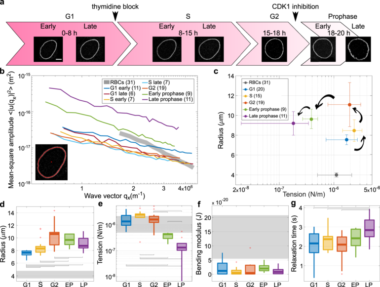 Centripetal nuclear shape fluctuations associate with chromatin ...