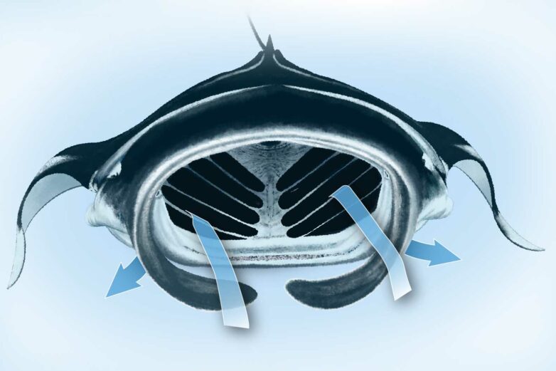 To design better water filters, MIT engineers look to manta rays ...