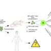 Cell Replacement Therapy for Type 1 Diabetes Patients: Potential ...