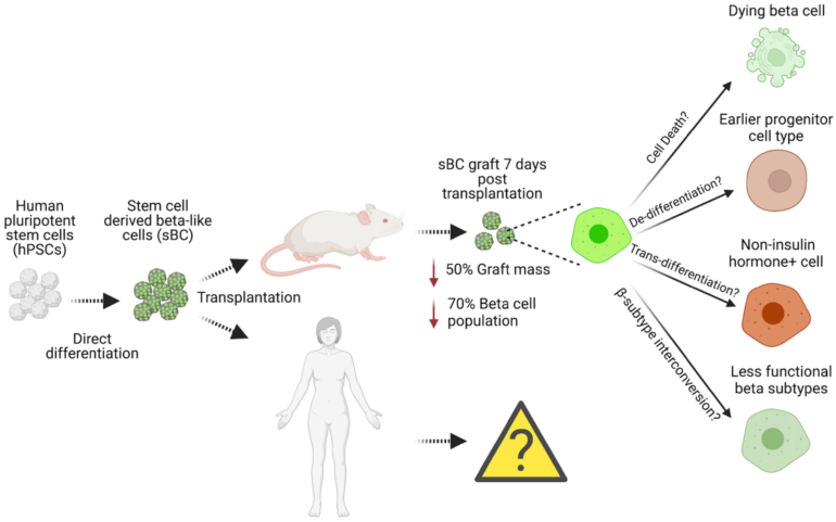 Cell Replacement Therapy for Type 1 Diabetes Patients: Potential ...