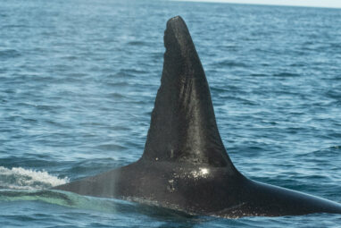 Unique killer whale pod may have acquired special skills to hunt ...