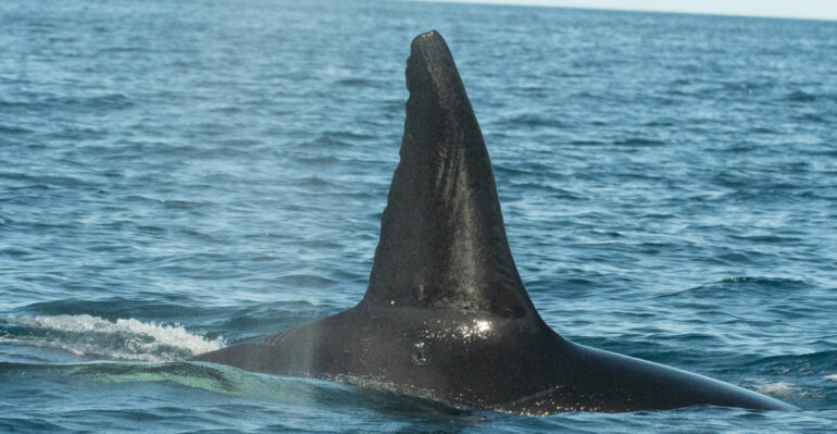 Unique killer whale pod may have acquired special skills to hunt ...