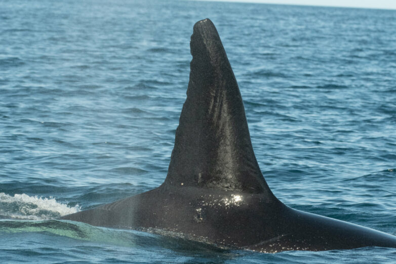 Unique killer whale pod may have acquired special skills to hunt ...