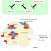 Unveiling the Molecular Mechanisms Linking Aging with ...