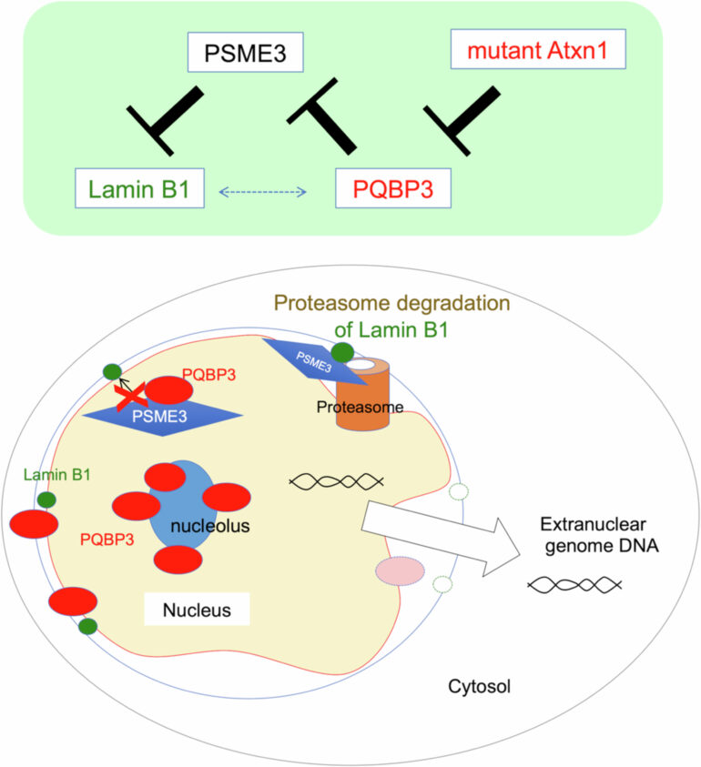 Unveiling the Molecular Mechanisms Linking Aging with ...