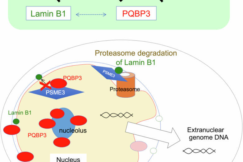 Unveiling the Molecular Mechanisms Linking Aging with ...