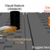 Virtual fruity fly model can simulate sensory navigation