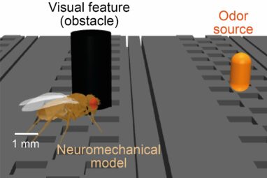 Virtual fruity fly model can simulate sensory navigation