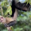 Warming temperatures impact immune performance of wild monkeys ...