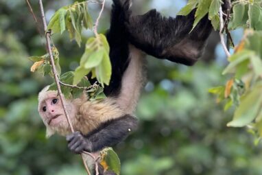 Warming temperatures impact immune performance of wild monkeys ...