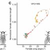 Wing spreading' adaptation in fruit flies offers insights into ...