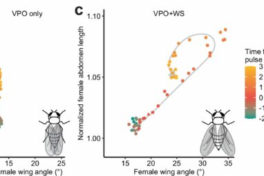 Wing spreading' adaptation in fruit flies offers insights into ...