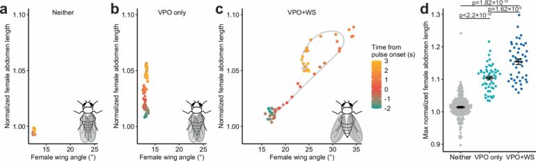 Wing spreading' adaptation in fruit flies offers insights into ...