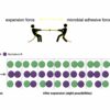 With new imaging approach, scientists closely analyze microbial ...