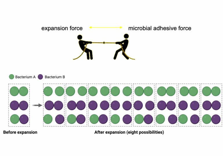 With new imaging approach, scientists closely analyze microbial ...