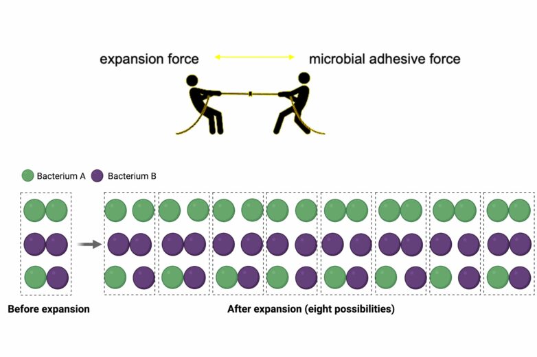 With new imaging approach, scientists closely analyze microbial ...