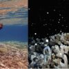 Young coral use metabolic tricks to resist bleaching, research reveals