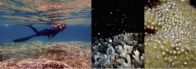 Young coral use metabolic tricks to resist bleaching, research reveals