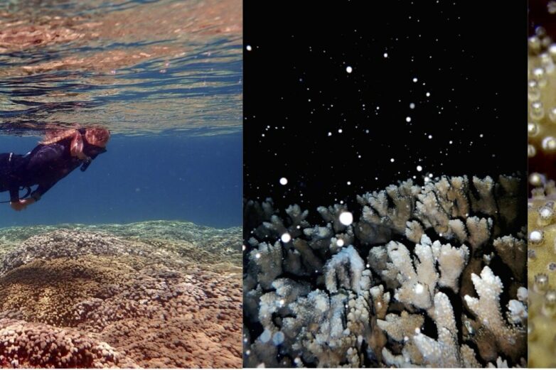 Young coral use metabolic tricks to resist bleaching, research reveals