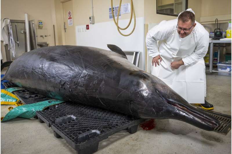 Scientists gather to decode puzzle of the world's rarest whale in 'extraordinary' New Zealand study