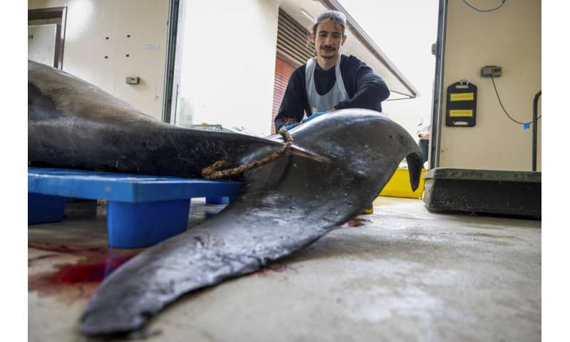 Scientists gather to decode puzzle of the world's rarest whale in 'extraordinary' New Zealand study