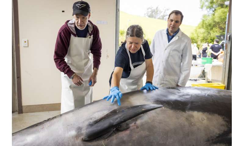 Scientists gather to decode puzzle of the world's rarest whale in 'extraordinary' New Zealand study