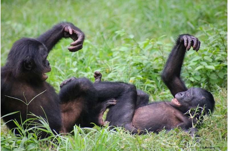 World's only bonobo sanctuary helps orphaned apes overcome trauma to develop social skills and empathy