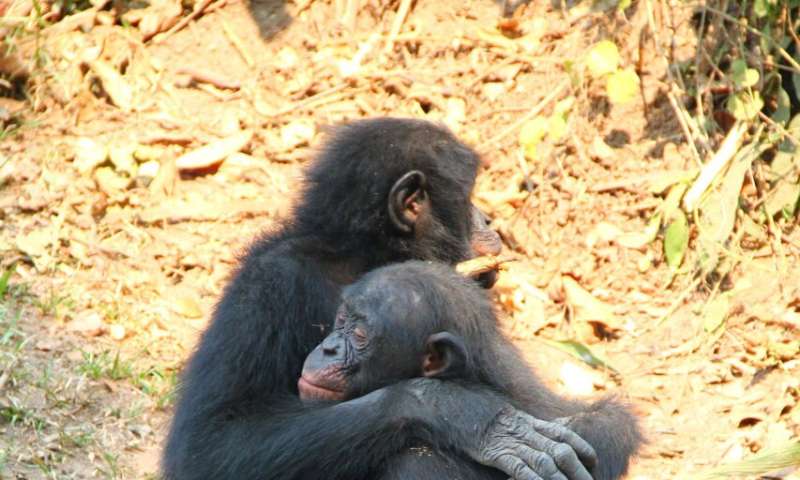 World's only bonobo sanctuary helps orphaned apes overcome trauma to develop social skills and empathy